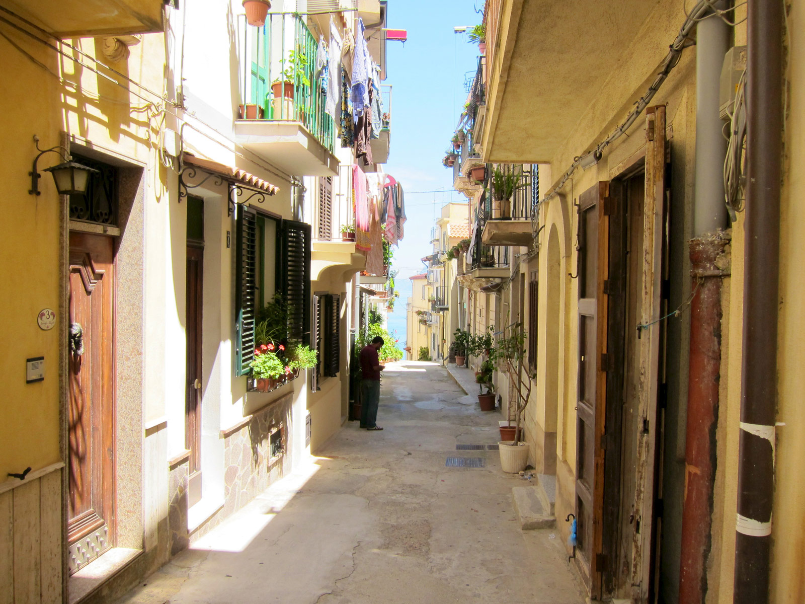 Scilla